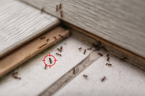 Woodstock, VA Pest Control Company