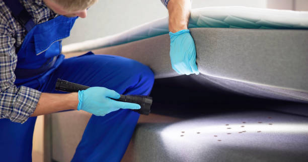 Best Ant Control Services  in Woodstock, VA