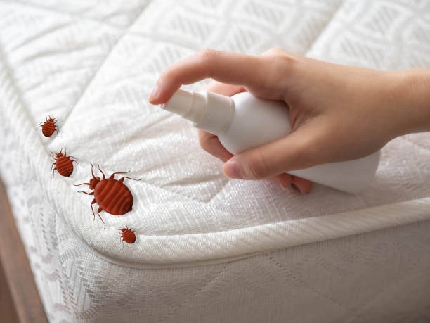 Best Affordable Pest Control Services  in Woodstock, VA