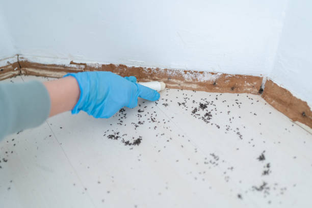 Best Insect Control  in Woodstock, VA