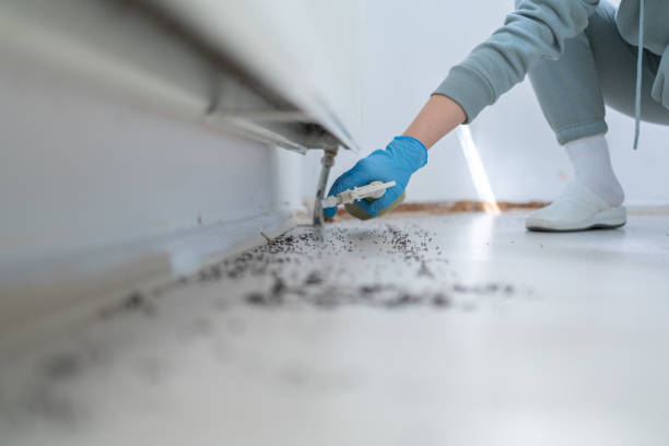 Pest Prevention Services in Woodstock, VA